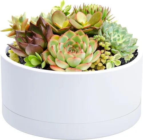 Miniatura 8 de D'vine Dev Maceta de 8 Pulgadas de Plástico Poco Profunda, Gran Maceta Redonda para Suculentas con Orificio de Drenaje y Platillo, Maceta Decorativa