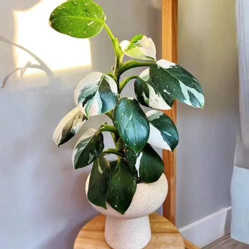 Miniatura 8 de Planta de filodendro en maceta de 4 pulgadas, planta de interior tropical, planta de follaje de fácil cuidado para el hogar, oficina o patio