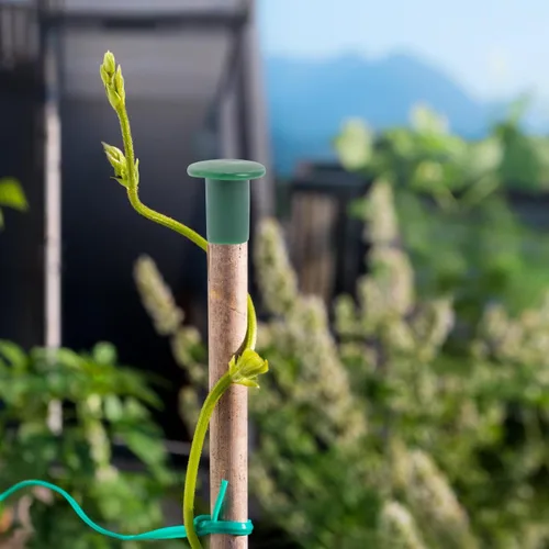 Miniatura 7 de Happyyami 36 tapas de caña de jardín, protectores de plástico flexibles para varillas de soporte de plantas, previenen lesiones y daños, 1.18 x 1.18