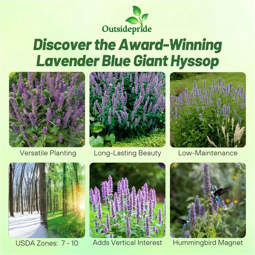 Miniatura 2 de Outsidepride Semillas de hisopo gigante azul lavanda para plantar, 2000 piezas de semillas de jardín de hierbas perennes con flores fragantes