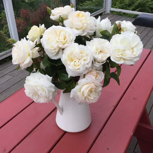 Rosas arbustivas tradicionales, planta de raíz propia viva para jardín al aire libre, oro blanco, muy fragantes, zonas de rusticidad: 6-9, floración