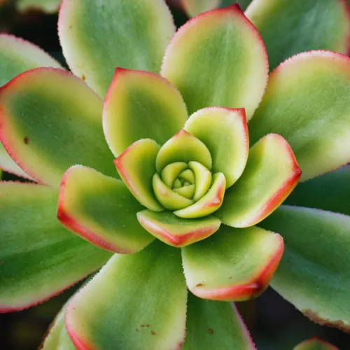 Miniatura 4 de Aeonium Suculents Plant Live, Aeonium Plant in 4 Inc Pot (amarillo verde)