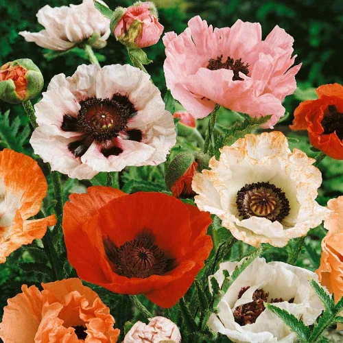 Semillas Flores Oriental Amapola Mix Anual - 1000 Semillas