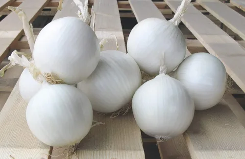 Miniatura 4 de Semillas Cebolla White Queen Giant Heirloom Vegetal para plantar sin OMG