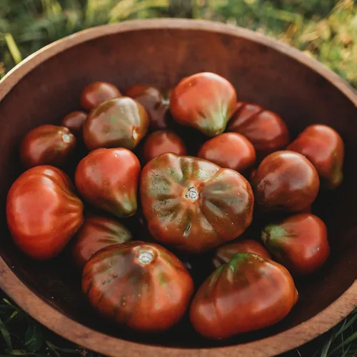 Japanese Trifele Black Heirloom Ciruela/pasta de tomate – 50 semillas – Variedad de reliquia y polinizada abierta, semillas de vegetales sin OMG