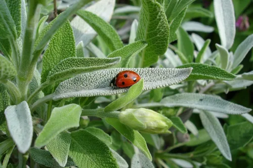 Miniatura 3 de Sage Herb 150 Semillas (Salvia officinalis) Heirloom - Sin OMG - Polinizado abierto