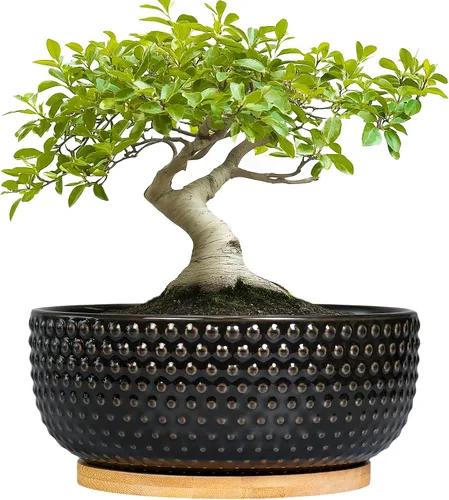 Miniatura 9 de Macetas para suculentas de 8 pulgadas - Macetas de bonsái de cerámica para plantas de interior, maceta con agujero de drenaje y platillo, maceta