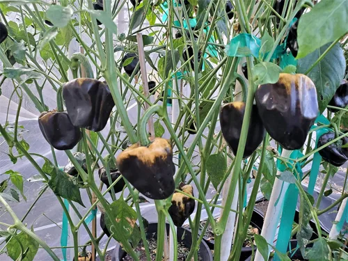 Miniatura 2 de Chilhuacle Amarillo Pepper Seeds 10+ Semillas