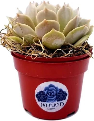 Miniatura 8 de Fat Plants San Diego Live Echeveria Planta Suculenta Híbrida, Lola