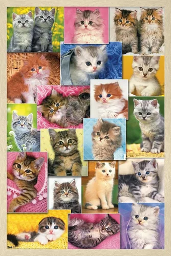 Miniatura 7 de Trends International Keith Kimberlin - Póster de pared de collage de gatitos, 14.725 x 22.375 pulgadas, versión enmarcada de madera de granero