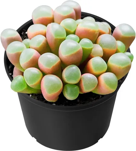 Miniatura 6 de Sprout N Green Pachyphytum compactum, 1 planta suculenta viva totalmente enraizada en macetas de 2 pulgadas con mezcla de tierra, planta de casa