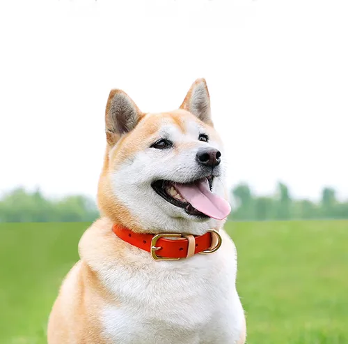 Miniatura 9 de Collar de perro personalizado con placa de identificación, piel auténtica, etiqueta de identificación de mascota grabada con número de teléfono