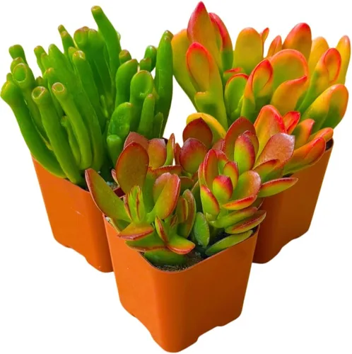 Miniatura 3 de Plantas suculentas vivas Jade Plant 2" Paquete de 3 colección sorpresa, colección inicial de plantas vivas de jade, plantas suculentas vivas