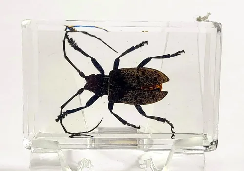 Miniatura 13 de Escarabajo británico Chafer de rosa real de 1.732 pulgadas en resina de lucita cristalina, muestra preservada de cetonia aurata, insectos