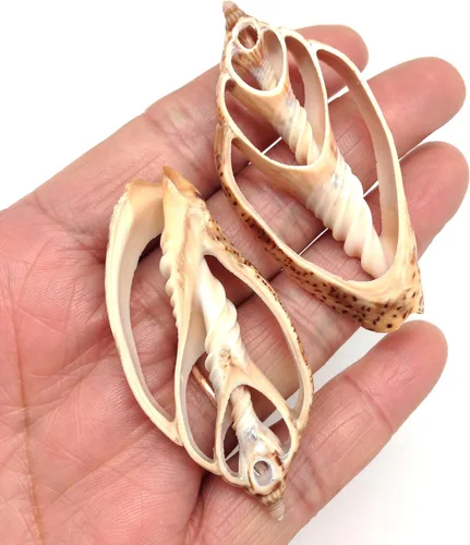Miniatura 17 de PEPPERLONELY 20 piezas de estrombo de corte central Canarium Sea Shells, 2 pulgadas ~ 2-1/2 pulgadas