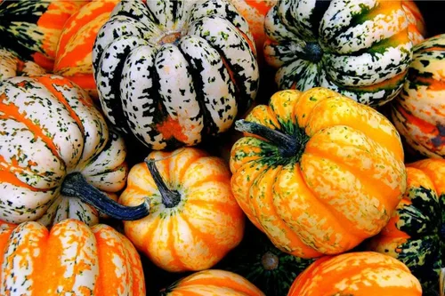 Semillas de calabaza de bellota de carnaval para plantar | Calabaza colorida, cultiva tu propia decoración de otoño - Se envía desde Iowa, Estados