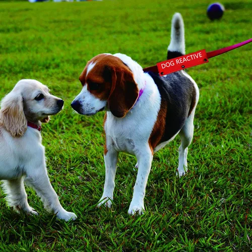 Miniatura 4 de Divertida funda para correa para perro, correa reactiva para perro, alerta, parche de identificación colgante, regalo de cumpleaños para mascotas