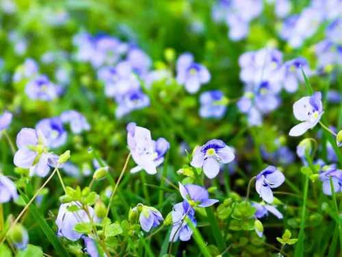 Miniatura 13 de Greenwood Nursery: Plantas vivas de cobertura del suelo - Bugleweed Blueberry Muffin + Ajuga Reptans - [Cantidad: 1x Maceta de Pinta]