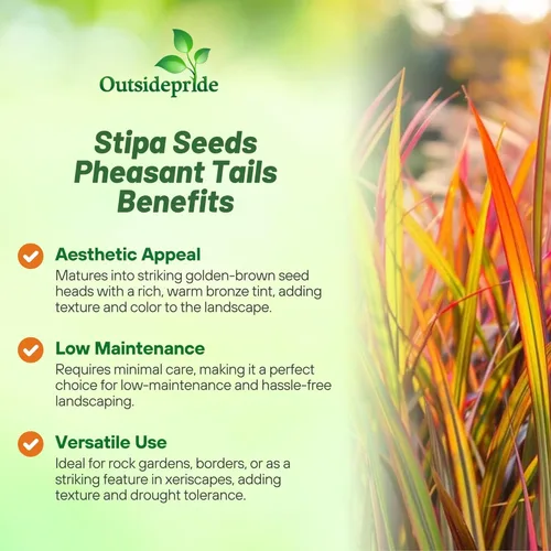 Miniatura 3 de Outsidepride - 250 semillas de la hierba ornamental perenne paja brava (Stipa arundinacea [Pheasant Tails]) para sembrar