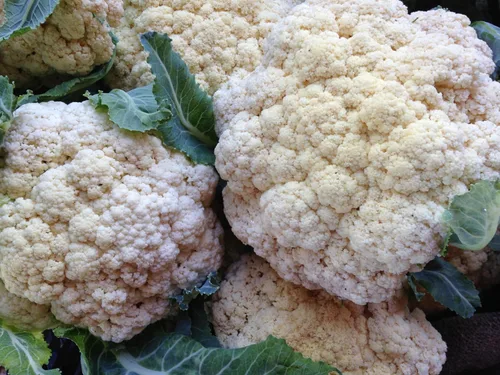Miniatura 4 de Plant Good Seed Snowball - Semillas de coliflor – Paquete de 150, semillas de reliquia para plantar verduras, suministros de jardinería, huerto