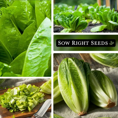 Miniatura 4 de Sow Right Seeds - Semillas de lechuga gigante Caesar para plantar - Paquete de reliquia no transgénica de polinización abierta con instrucciones