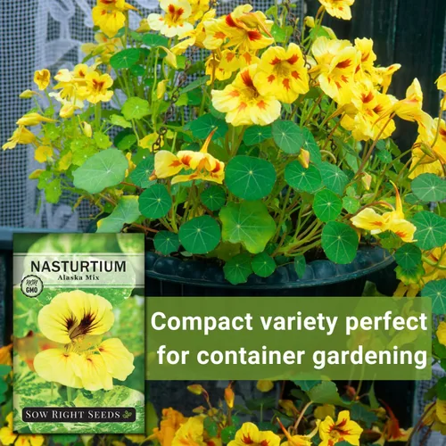 Miniatura 5 de Sow Right Seeds - Mezcla de semillas de capuchina enana de Alaska para plantar - Flor comestible - Paquete de reliquia sin OMG con instrucciones