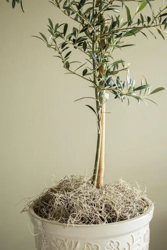 Miniatura 3 de Quality Growers - Mr. Big Fresh Spanish Moss (The Plumper Spanish Moss) - Manualidades, decoración del hogar, proyectos de arte, diseño y bricolaje