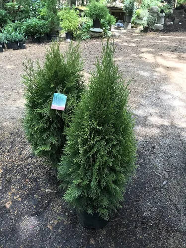 Miniatura 3 de Thuja Occidentalis Arborvitae verde esmeralda, planta arbustiva de hoja perenne, 3 galones, 18-24 pulgadas
