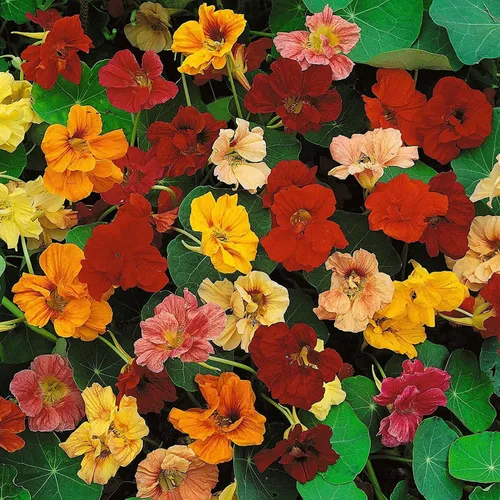 Miniatura 15 de Semillas de vid para plantar: cultiva enredaderas increíbles para paisajismo, paredes o cercas (Glicina americana)