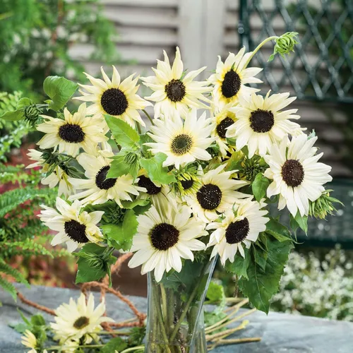 Miniatura 8 de Eden Brothers Semillas de girasol - Autumn Beauty