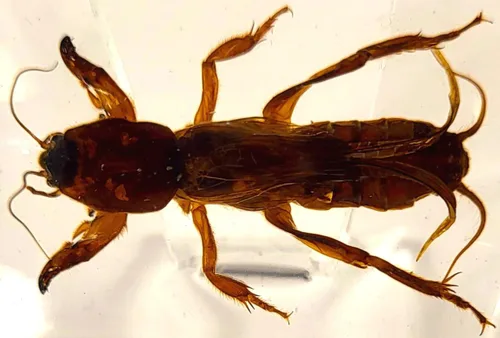 Miniatura 34 de 44mm Hormiga gigante tropical real en resina de lucita transparente cristalina, espécimen preservado Pseudoneoponera Rufipes, taxidermia