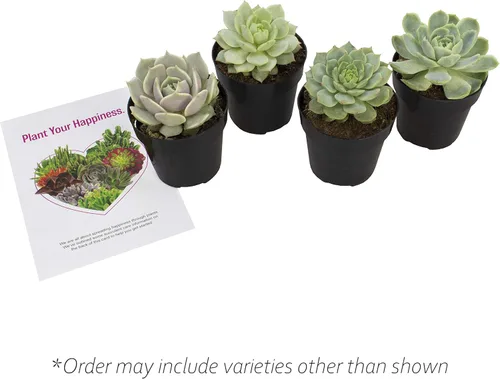 Miniatura 3 de Altman Plants, Echeveria Suculents Plantas vivas (paquete de 4), plantas suculentas vivas, plantas de interior vivas, plantas suculentas, plantas