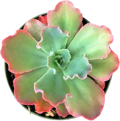 Miniatura 2 de Live Echeveria - Plantas suculentas Echeveria de 4 pulgadas con raíces completas, suculentas de interior vivas de fácil cuidado para regalo