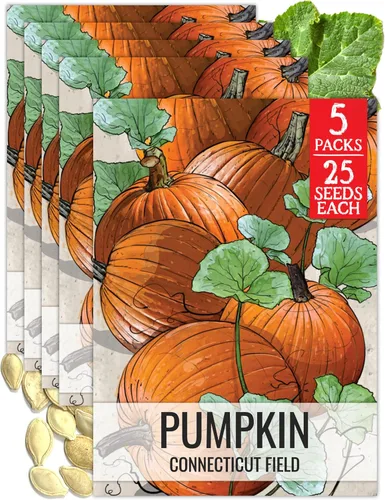 Miniatura 14 de Seed Needs, Jack O' Lantern - Semillas de calabaza – 25 semillas tradicionales para plantar Cucurbita Pepo – Sin OMG y sin tratar, ideal para tallar