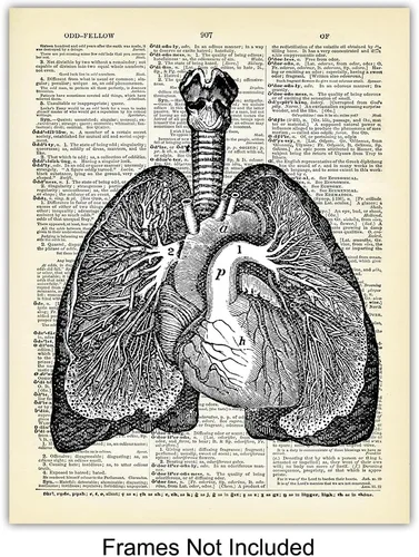 Miniatura 3 de Corazón, pulmones, cerebro, órganos de anatomía intestinal – Diccionario reciclado, impresiones artísticas de pared para clínica médica, oficina