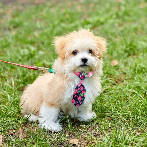 Miniatura 5 de Reginary Juego de Collar de Corbatín para Perro de 100 Piezas Incluye 40 Corbatas para Perros, y 30 Corbatines para Cachorros, 30 Flores de Collar