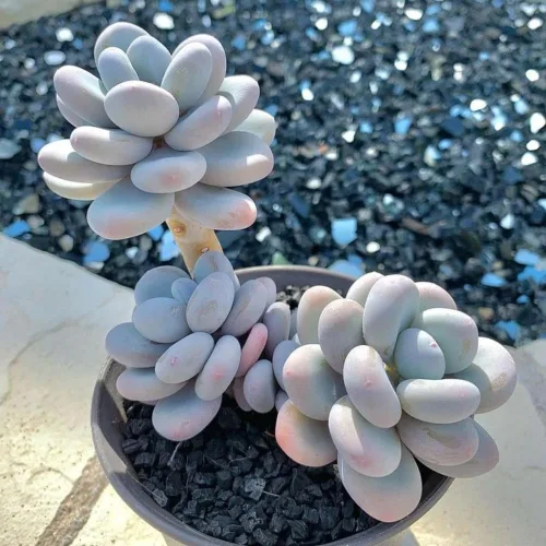 Miniatura 4 de Planta suculenta viva, planta suculenta viva para interiores y exteriores, maceta de 2 pulgadas, planta de interior decorativa de bajo mantenimiento