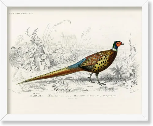 Miniatura 76 de Poster Master Vintage James Audubon Póster - Impresión Retro de Cuervo - Arte de Aves de América - Arte de Aves - Regalo para Hombres, Mujeres