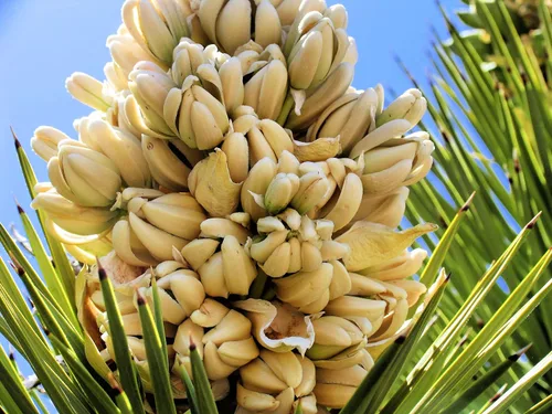 Semillas de palmera de yuca para plantar (10 semillas) - Árbol Joshua muy apreciado - Yucca brevifolia - Fabricado en EE. UU., Se envía desde Iowa