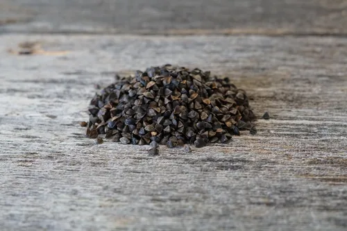 Miniatura 2 de Hale Habitat & Seed Semilla de trigo sarraceno orgánica certificada – Bolsa de 5 libras, cubre hasta 1/10 acre – Sin OMG, alta germinación – Parcela