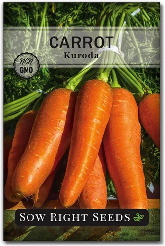 Sow Right Seeds - Semillas de zanahoria Kuroda para plantar - Paquete de reliquia sin OMG con instrucciones para plantar un huerto casero - Ideal