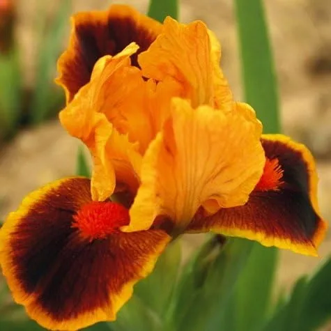 Raíz de iris barbudo mixto de lujo, rizoma, planta, inicio, para flores espectaculares año tras año