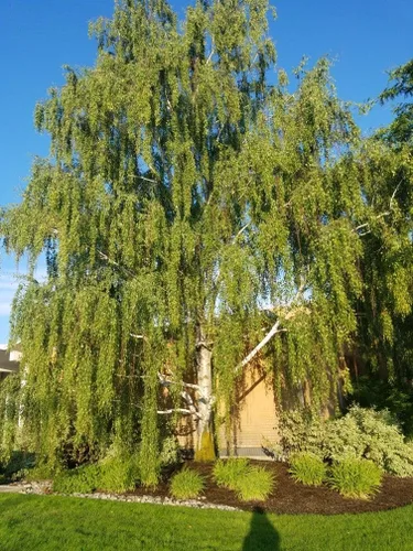 Miniatura 2 de TomorrowSeeds - Semillas de abedul blanco europeo - Más de 3600 unidades - para plantar Betula Pendula 2026 Papel blanco escamoso corteza de papel