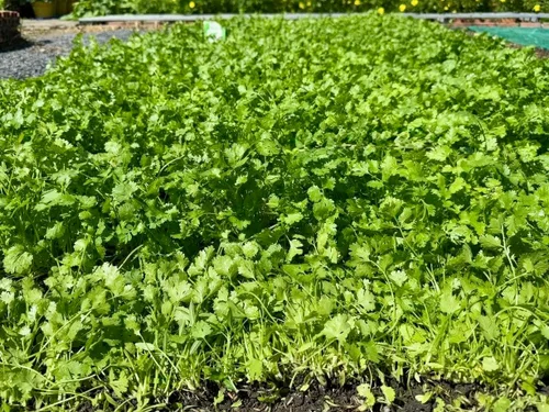Miniatura 4 de Más de 1000 semillas de cilantro de primera calidad – Ngò Rí, cilantro, perejil chino – Sin OMG, reliquia, tasa de germinación del 99% – Semillas
