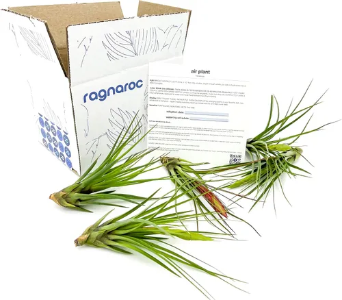 Miniatura 32 de ragnaroc Air Plants - Floración Tillandsia Bulbosa Belice, gigante de 7-9 pulgadas, 1 unidad, llegada en vivo garantizada, plantas