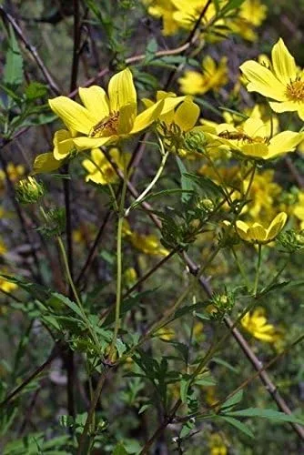 Miniatura 3 de Caléndula del pantano - Las flores brillantes de oro amarillo volverán a sembrar (25 - Semillas)