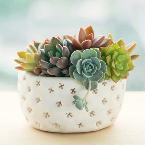 Miniatura 6 de Mountain Crest Gardens Paquete de Variedad Definitiva de Suculentas - 6 Plantas Vivas Únicas, Enraizadas en Macetas de 2 Pulgadas - Suculentas