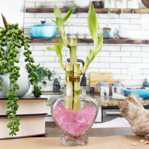 Miniatura 3 de Juego de diez arreglos de bambú de la suerte de 3 tallos – 6 pulgadas de bambú de la suerte plantas de interior para decoración del hogar