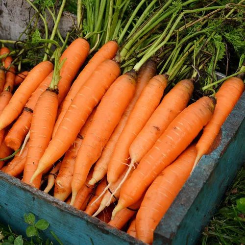 Miniatura 4 de Nantes Zanahoria - 150 semillas - Variedad de reliquia y polinizada abierta, semillas de vegetales sin OMG para plantar en interiores o exteriores