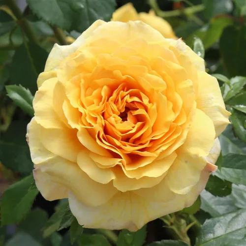 Miniatura 13 de Heirloom Roses Rose Bush - Easter Basket™ Planta amarilla viva para plantar al aire libre